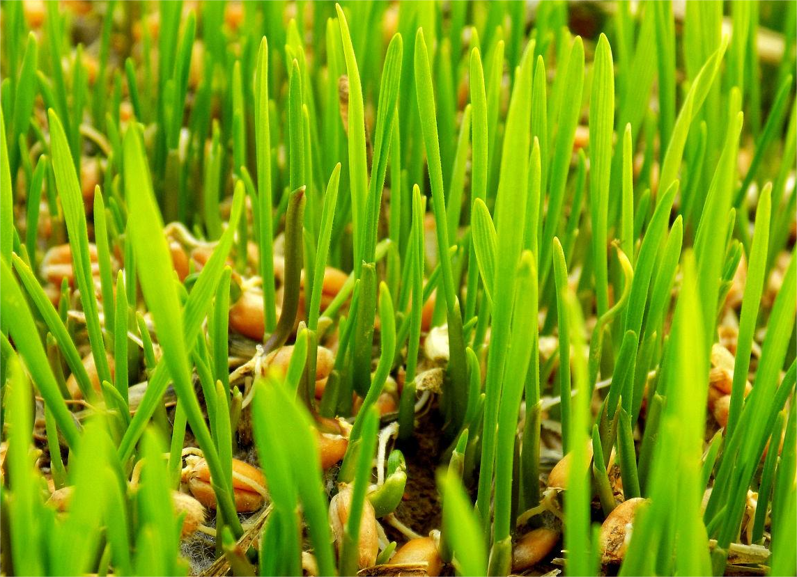 小麦催芽恒温恒湿培养箱如何控制