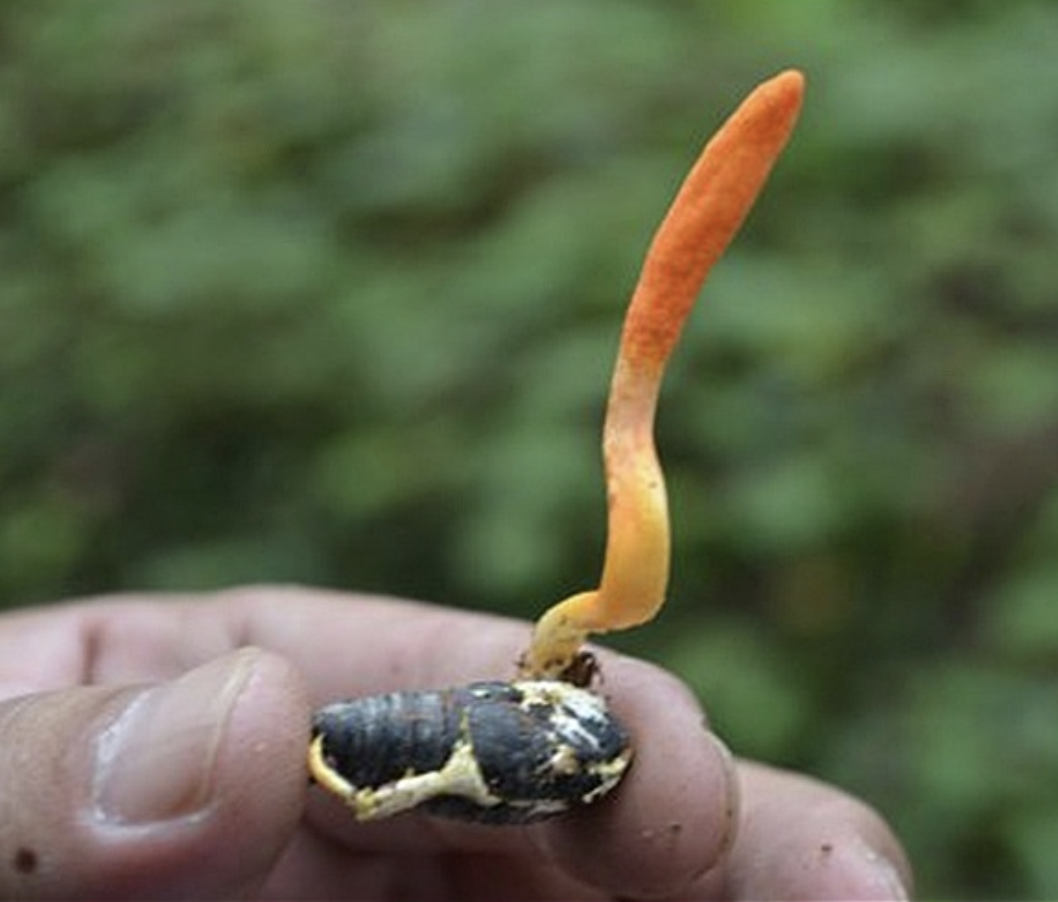 蛹虫草能在电热恒温培养箱中生长？