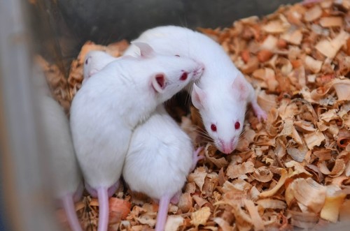 恒温培养箱做小鼠大脑皮层神经元原代细胞培养