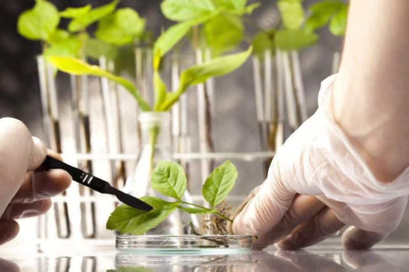 <b>恒温恒湿培养箱在植物种子萌发研究中的应用探索</b>